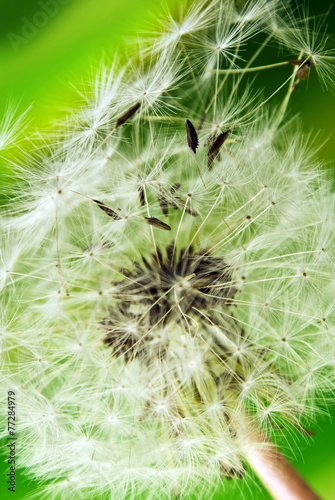 Pusteblume