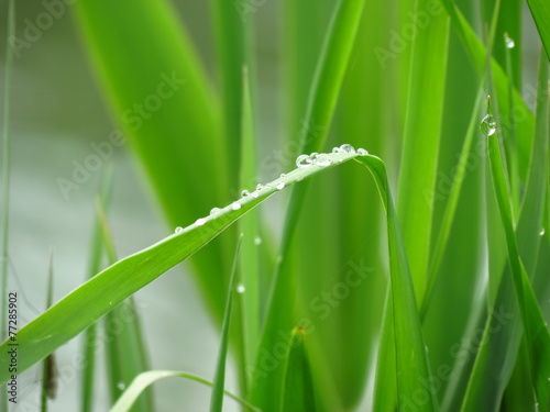 Water droplets on green grass