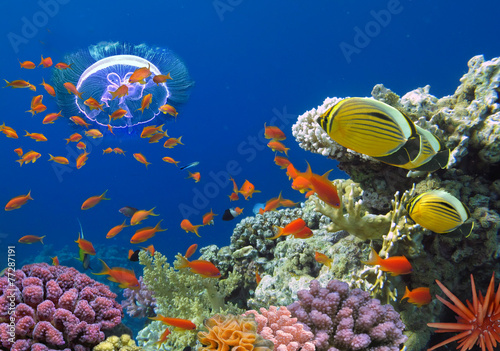 Coral and fish in the Red Sea. Egypt #77287191