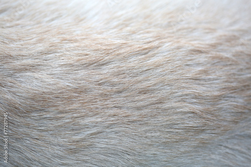 Close up puppy Lab Dog fur textures