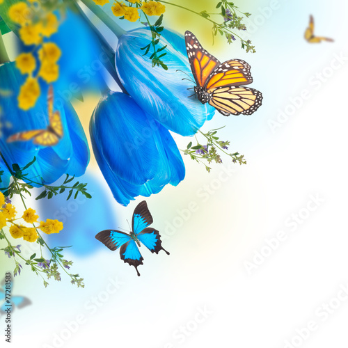 Fototapeta Naklejka Na Ścianę i Meble -  Blue tulips with mimosa and butterfly, spring background