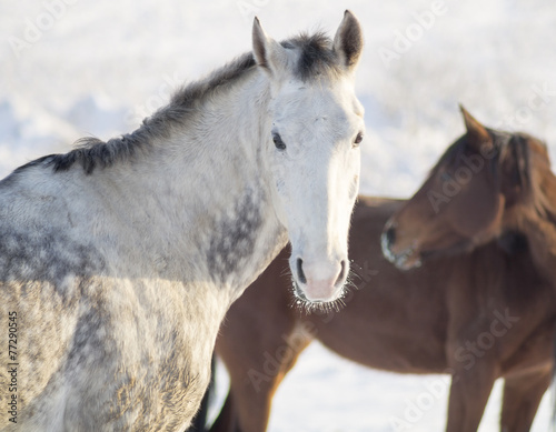 konie na zimowym pastwisku © Mike Mareen