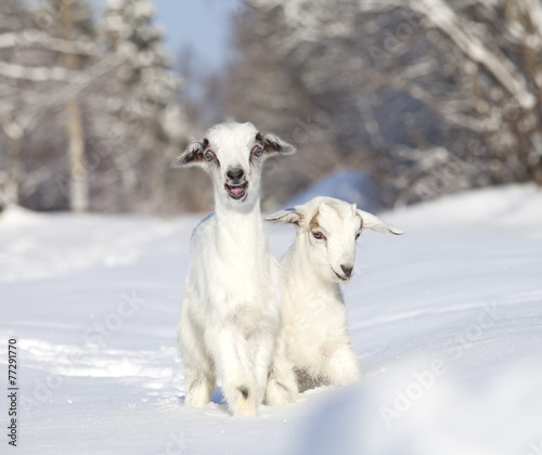 White baby goats in winter