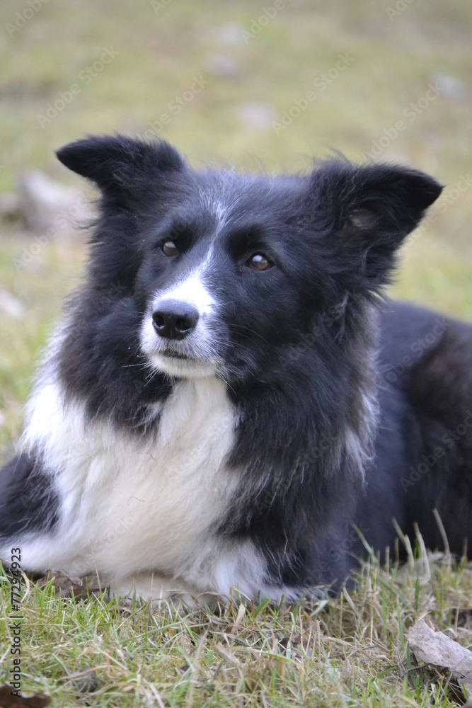 Fototapeta premium Elaine