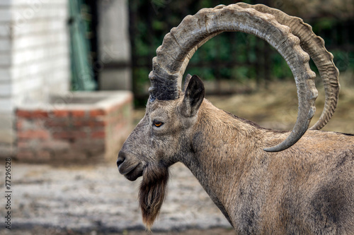 Head of the mountain ram in profile at the zoo in Ukraine