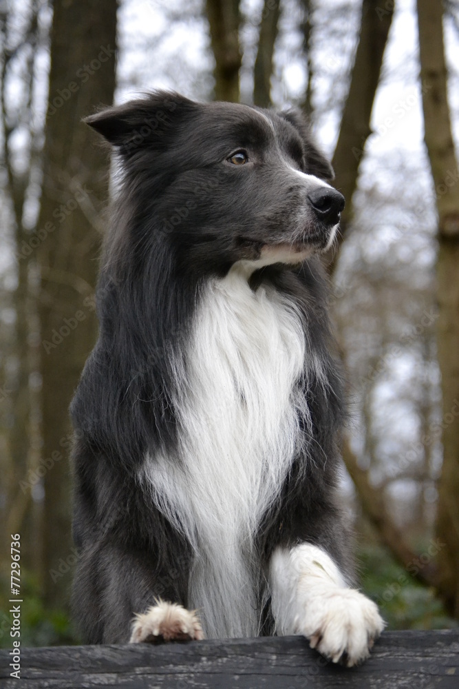 Border Collie Jerry