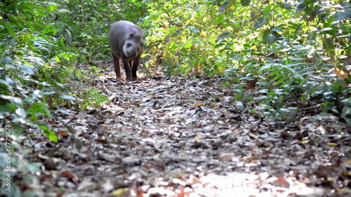 Tapir Walking through a Jungle photo