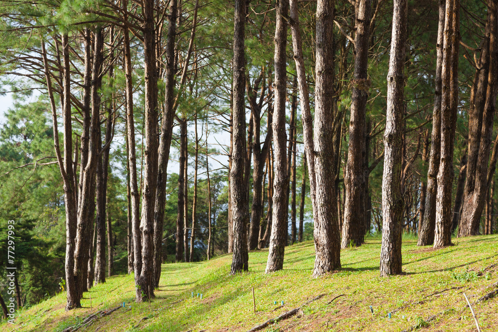 Fototapeta premium Pines growing on the grassy knoll.