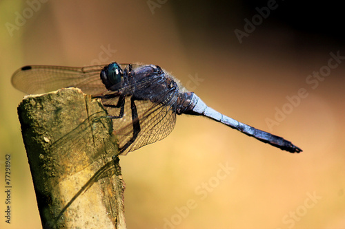 slaty blue skimmer Libellula incesta photo