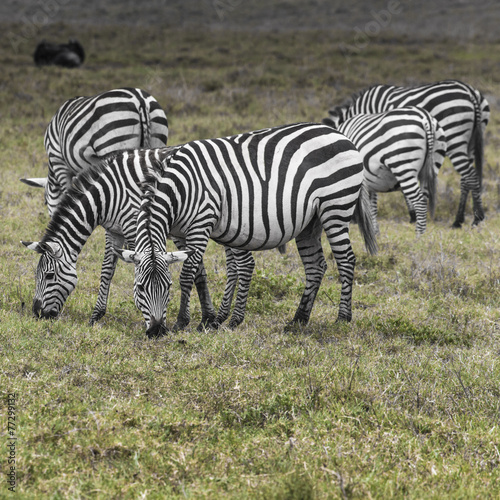 Zebras in Ngorongoro conservation area  Tanzania