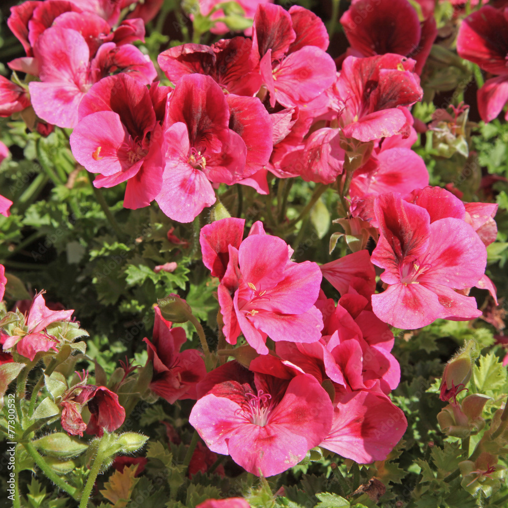 pelargonium sugar daddy pelargonium sugar daddy