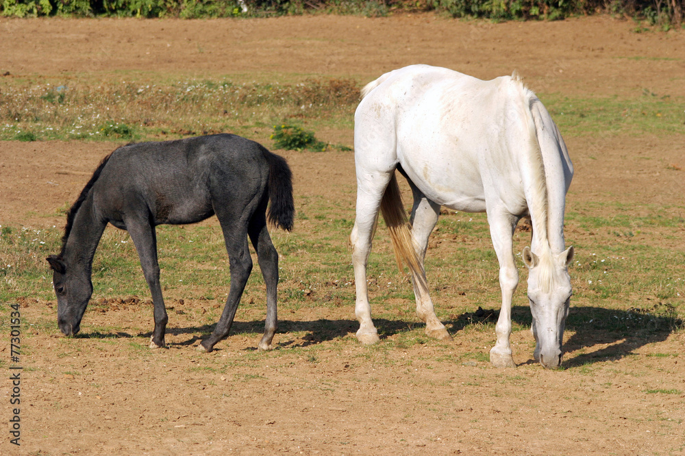 Foal with a mare grazing on summer meadow rural scene