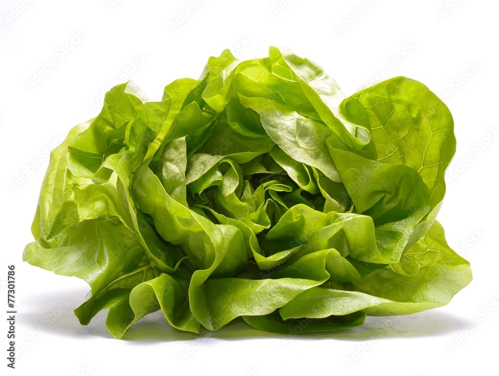 Fresh lettuce isolated on white background Fresh lettuce isolated on white background