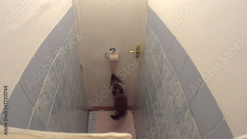 Active cat quickly unrolling toilet paper