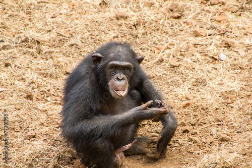 Schimpansen in Sierra Leone