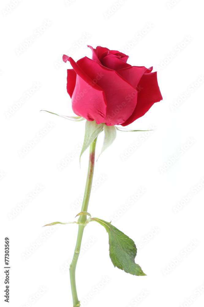 Fototapeta premium red rose flower isolated on white background