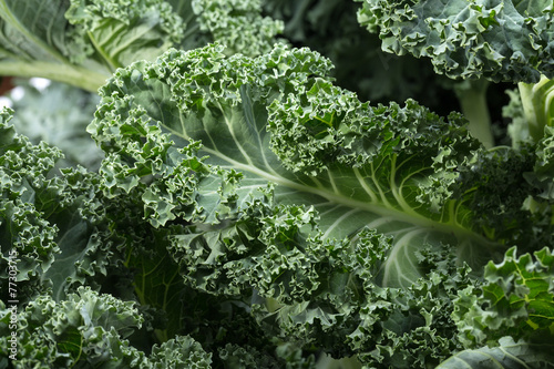 A healthy fresh curly kale photo