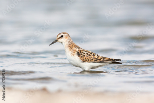 Little stint