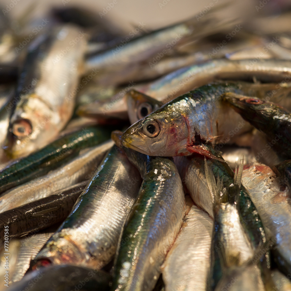 Fototapeta premium small fishes