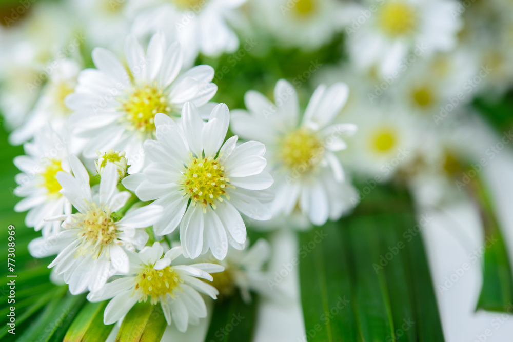 Daisy