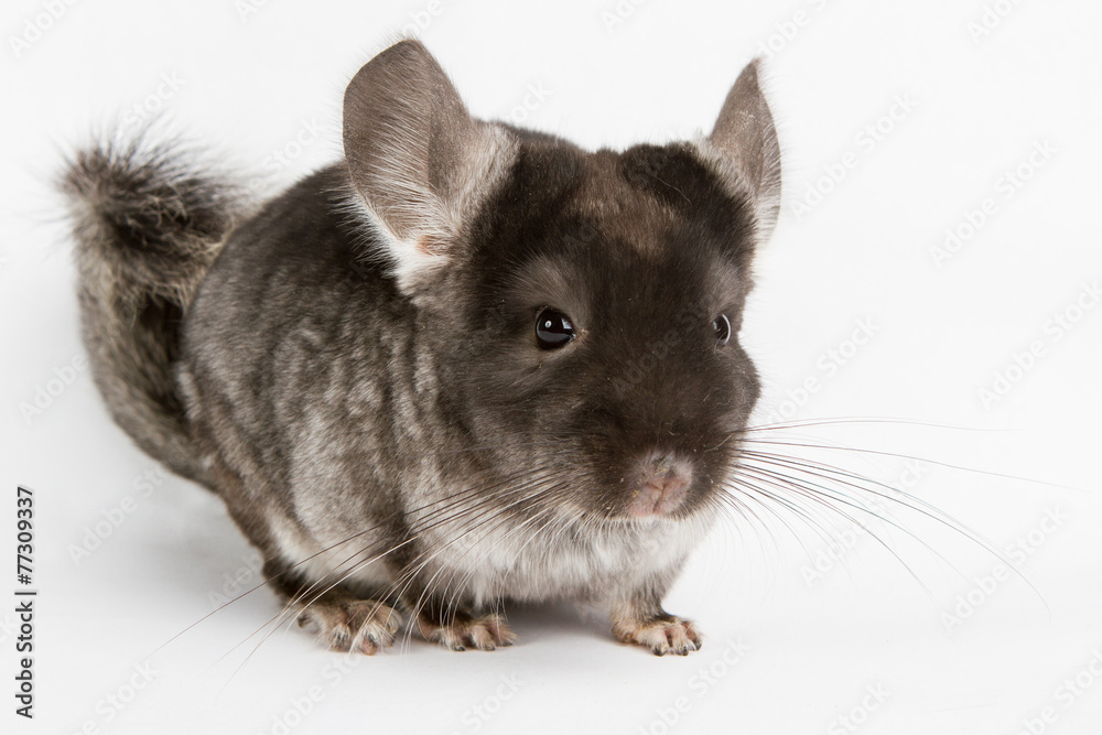 Obraz premium Silver Chinchilla