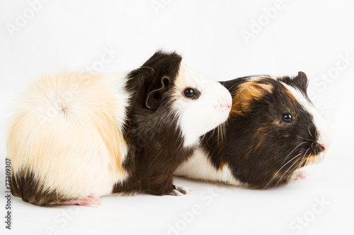 Guinea pig © Volodymyr Khodaryev