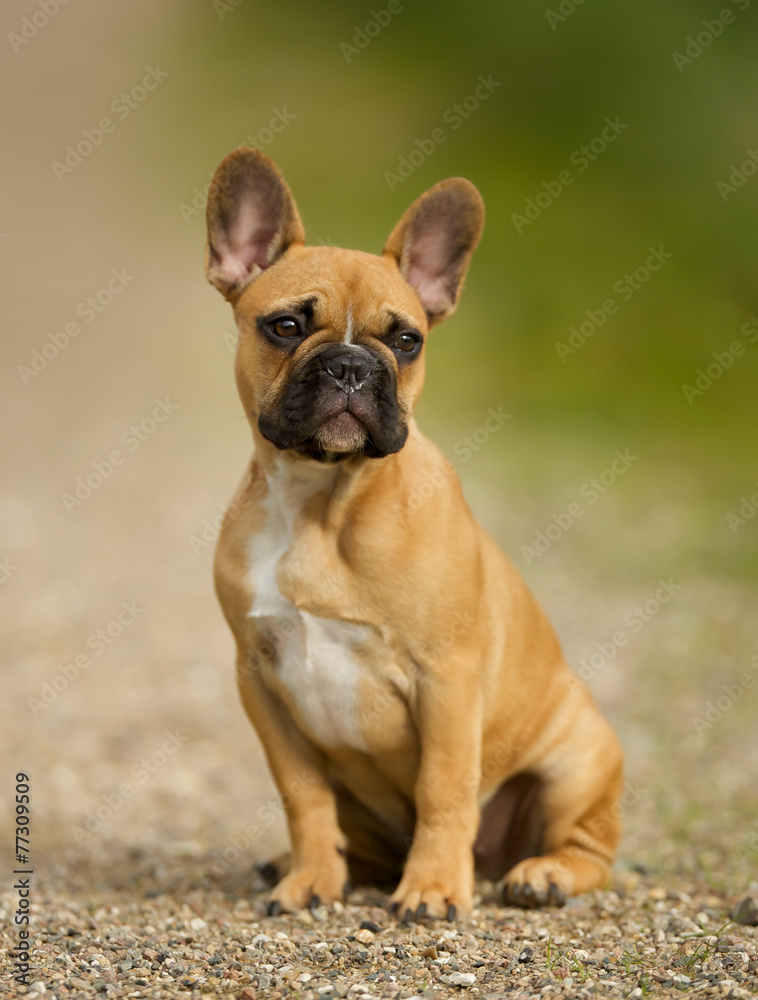 Young French Bulldog