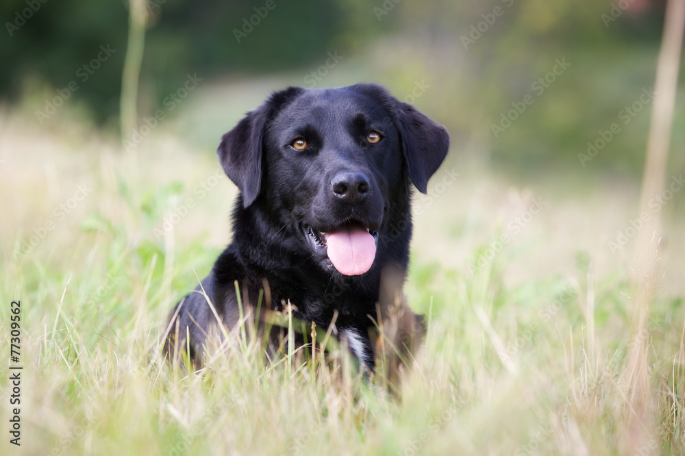 Black labrador dog