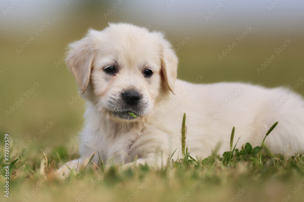 Baby dog lying on grass