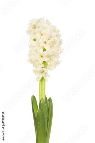 White hyacinth