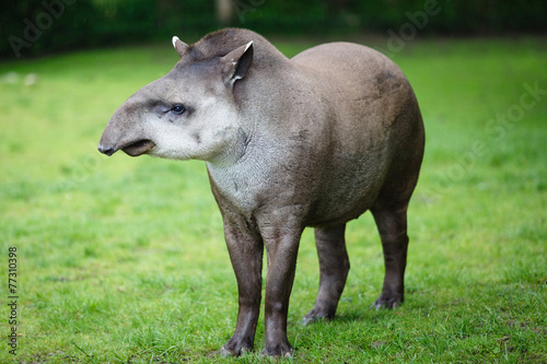 Tapir in zoo