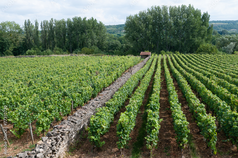 Clos dans le vignoble de Santenay
