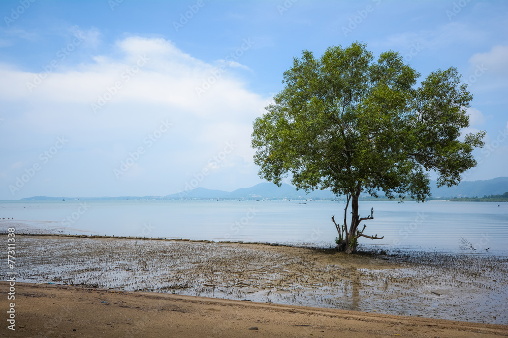 one mangrove tree in mangrove forest one mangrove tree in mangrove forest