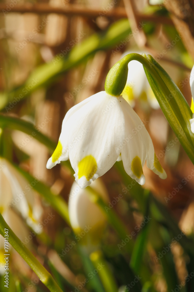 Obraz premium Blühende Märzbecher