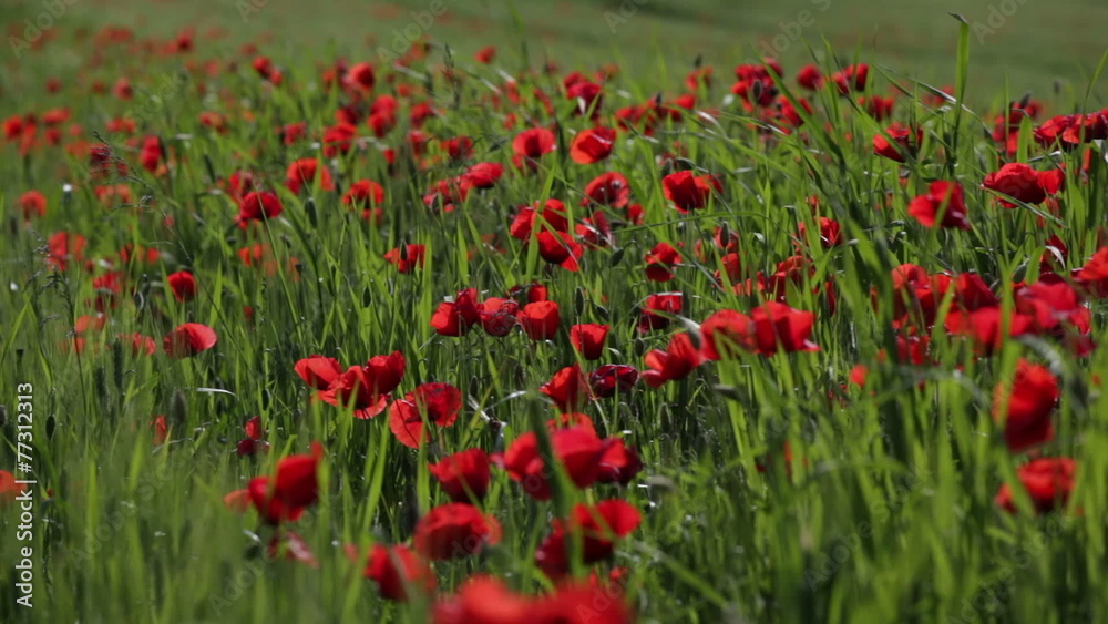 Blossoming scarlet poppies wave on a wind Blossoming scarlet poppies wave on a wind