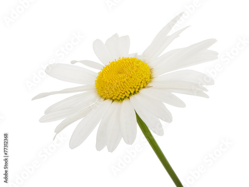 Fototapeta Naklejka Na Ścianę i Meble -  White daisy camomile flower on a white background