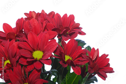 beautiful red blooming chrysanthemum