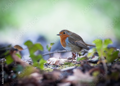 cute little robin bird on the ground © Gabriel Cassan