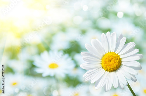 Natural background with daisies in the sun