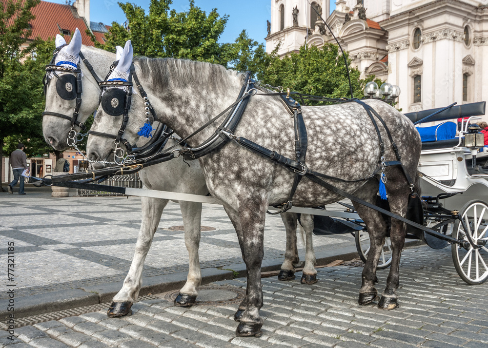 Horse-drawn carriage on the streets of Prague.