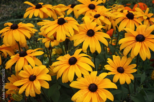 Champ de fleurs jaunes