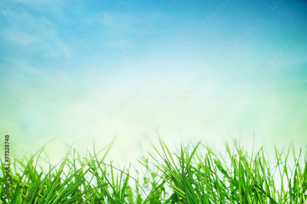 Spring grass under sky