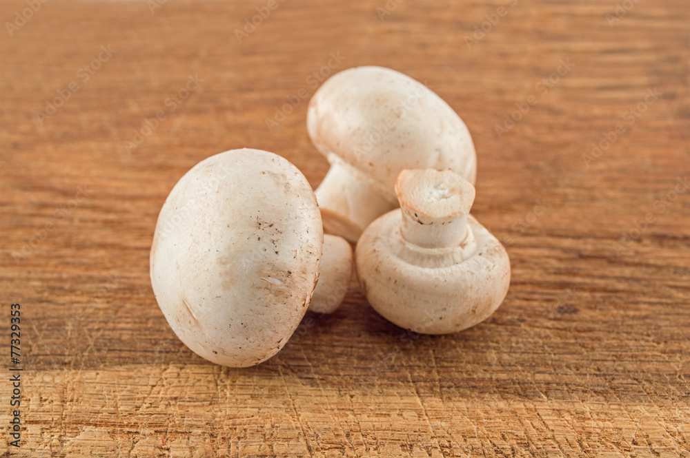 Three mushrooms closeup
