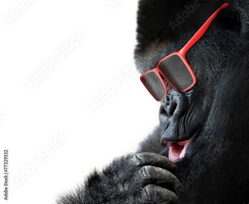 Photographie Unusual animal fashion; gorilla face with red sunglasses