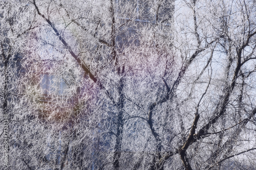 Winter cityscape, branches and frost