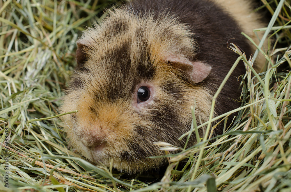 brindle US-Teddy Portrait im Heu brindle US-Teddy Portrait im Heu