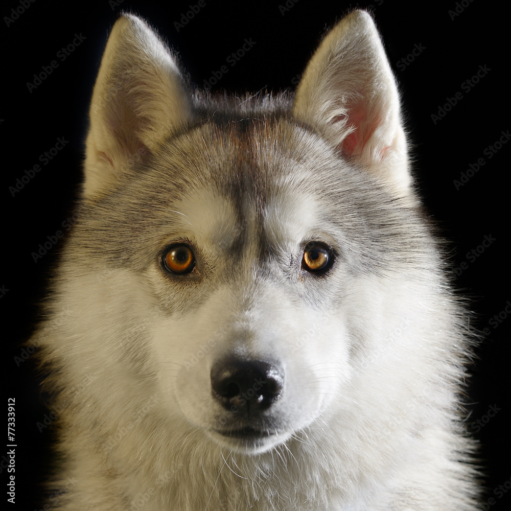 Siberian Husky Siberian Husky