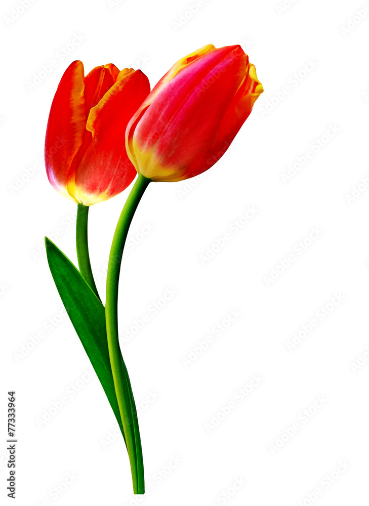 spring flowers tulips isolated on white background spring flowers tulips isolated on white background