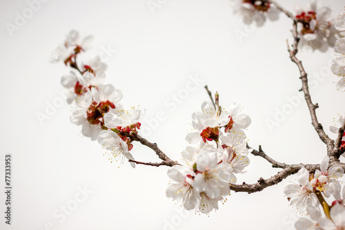 apricot flowers