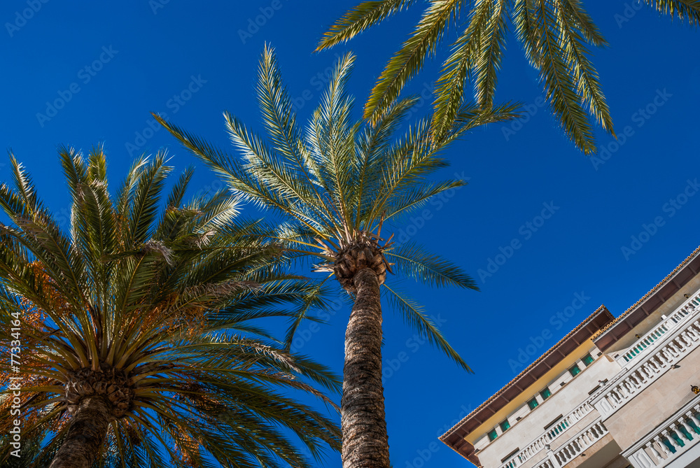 Tall Palm Trees on a Blue Sky Background